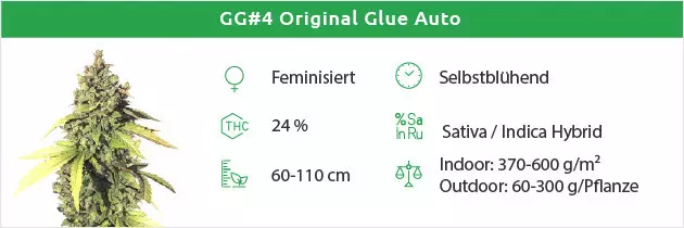 Gorilla Glue Auto Gratis Samen