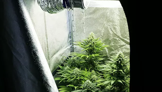 Growing indoors you decide how much light how to grow autoflowering seeds