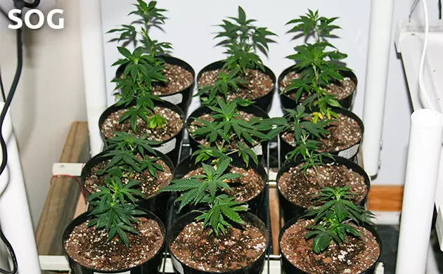 coltivazione cannabis
