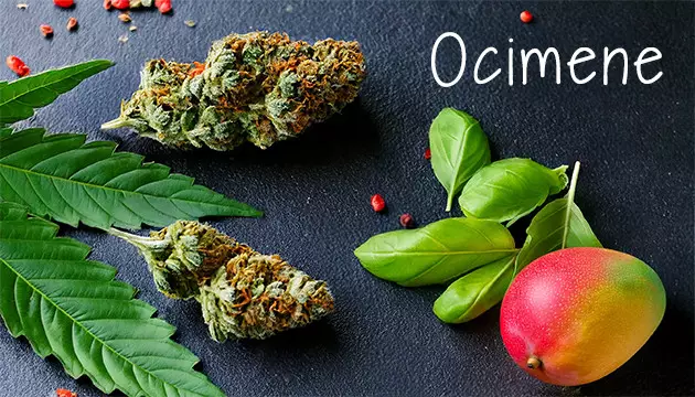 buy marijuana seeds with the best aroma