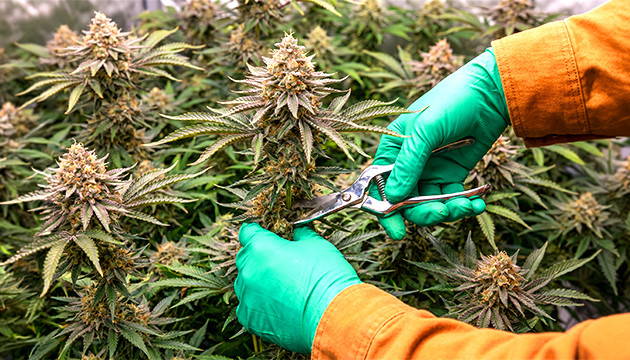 Colas first harvesting your buds correctly what is autoflowering weed