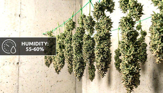 ideal humidity for cannabis