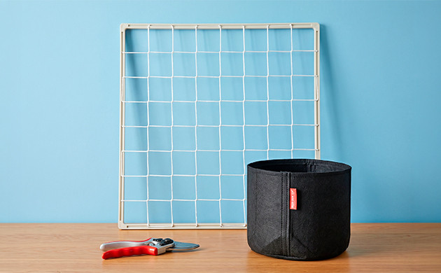 culture cannabis scrog