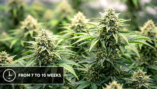 Fast forwarded growth autoflowering weed