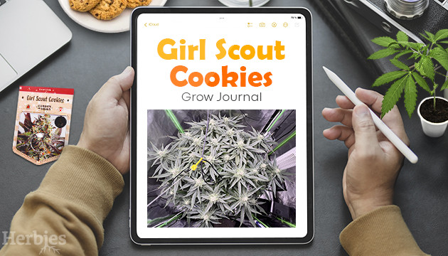 girl scout cookies grow journal