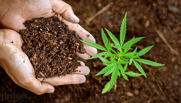 growing cannabis in living soil