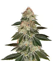 Compre sementes feminizadas Stardawg da Blackskull Seeds Organization Stardawg (Blackskull Seeds)