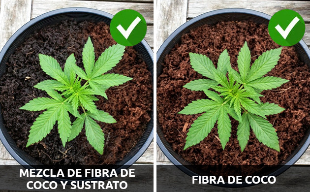 ¿Cómo preparar el sustrato de coco para cultivar marihuana? ph para la mezcla de suelo de coco
