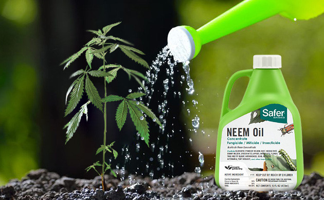 What Are Fungus Gnats & How to Kill Them? - WeedSeedShop