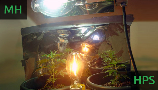 Factibilidad escalada Gracias Cuál es la mejor luz para el cultivo de marihuana en interior? - Herbies