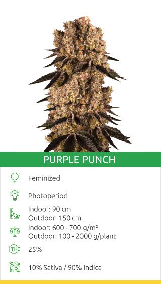 Purple Punch Top Variété De Cannabis