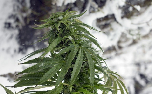 quel est le meilleur type de cannabis pour les climats froids