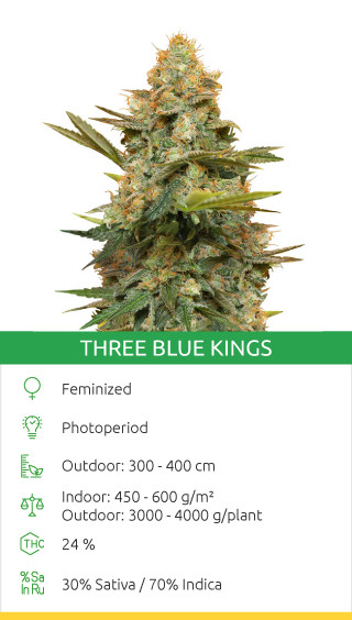 Three Blue Kings
