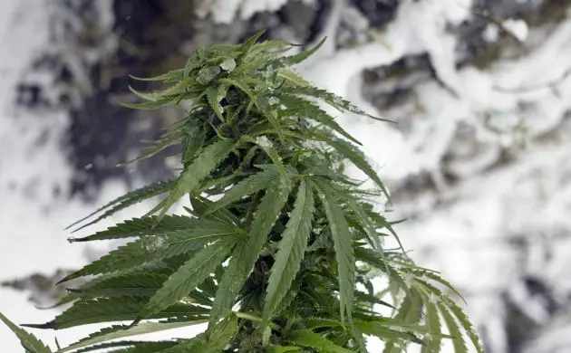 best weed strains to grow in cold weather