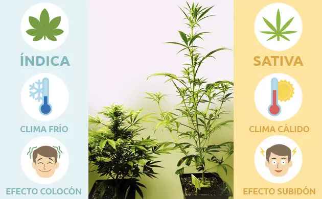 Términos de cultivo de marihuana: genética