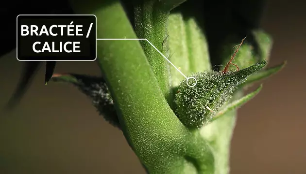 pistil de cannabis