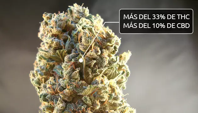 contenido de cannabinoides