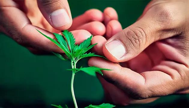 wie man Unkraut im Wald anbaut