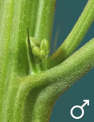 how to breed cannabis
