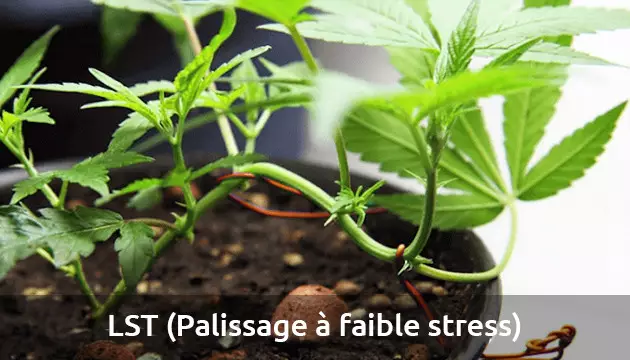 lst cannabis