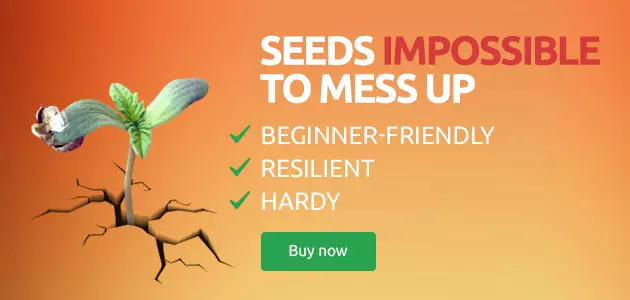 cannabis seeds for beginners
