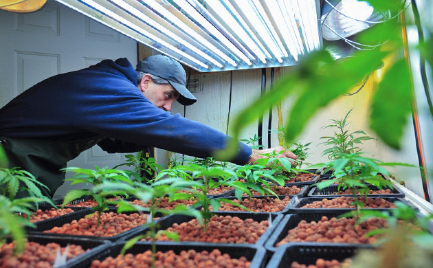 growing cannabis hydroponically