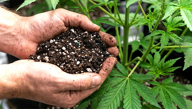 Suolo nutrients for weed plants