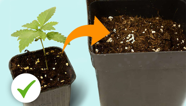 transplanting large marijuana plants