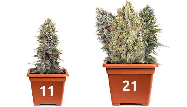 increasing cannabis yield