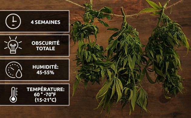 comment faire la recolte du cannabis