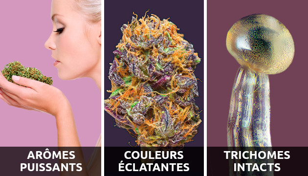 à quoi ressemble du cannabis bien conservé ?