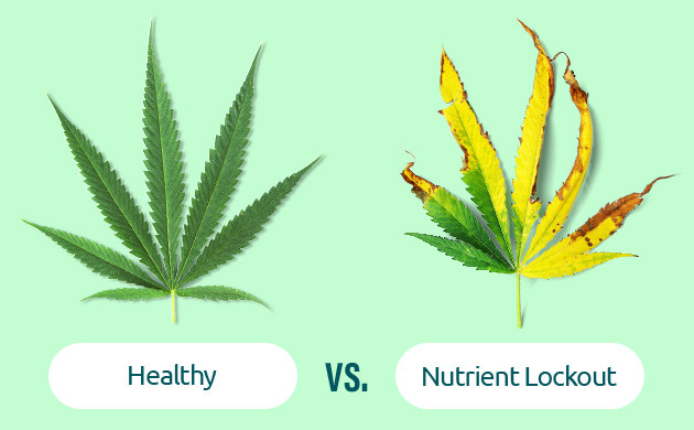 signs of nutrient lockout