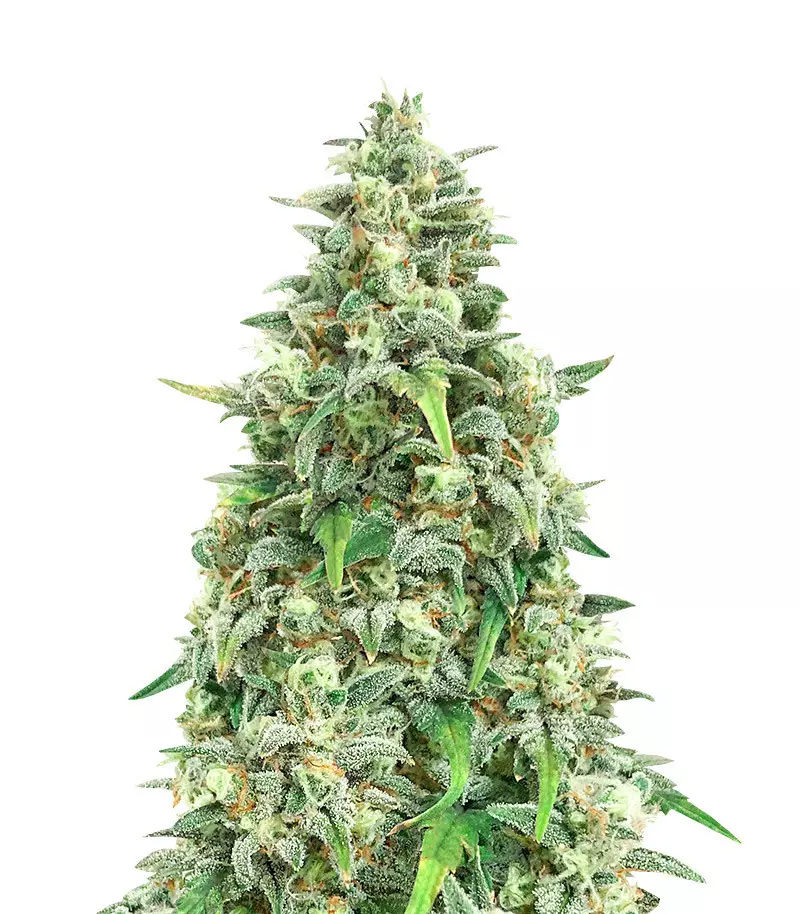 Bubblegum Auto strain Bubblegum Auto