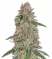 Kaufe Pineapple Express Samen feminisiert von Barney's Farm Pineapple Express (Barney's Farm)