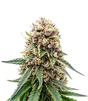 Royal Gorilla (Royal Queen Seeds)