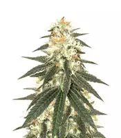 Wedding Cake | Informações sobre cepas | Sementes para venda | Opinião dos consumidores Wedding Cake (Original Sensible Seeds)
