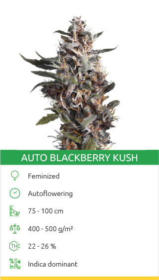 Blackberry Kush automatique