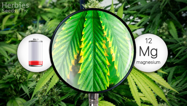 magnesium deficiency in cannabis plants