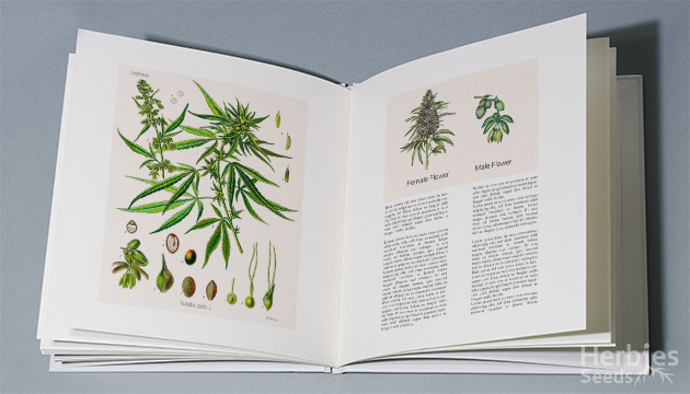 La anatomia de una planta de cannabis - Herbies