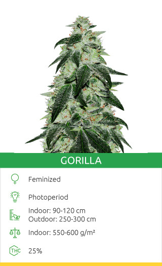 Brand New Strain Alert! Exciting Novelties From 00 Seeds And Advanced ...