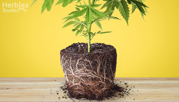 Rootbound cannabis