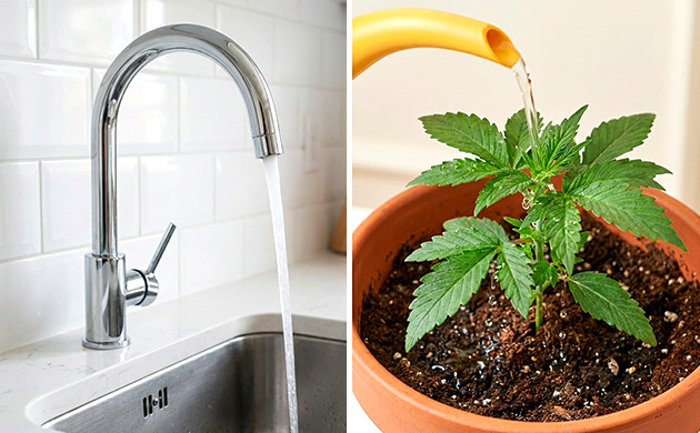 Agua del grifo con que agua regar marihuana