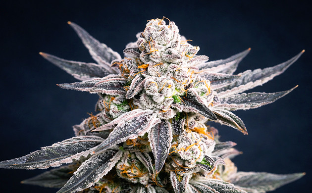 How to Increase Trichomes Amount how to increase trichomes in frosty weed