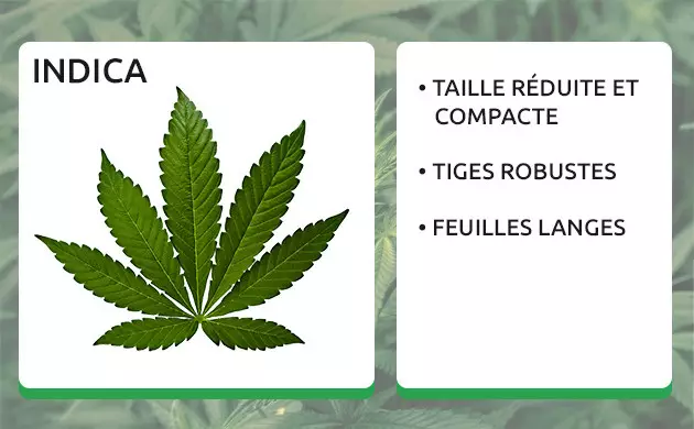 feuille de cannabis indica