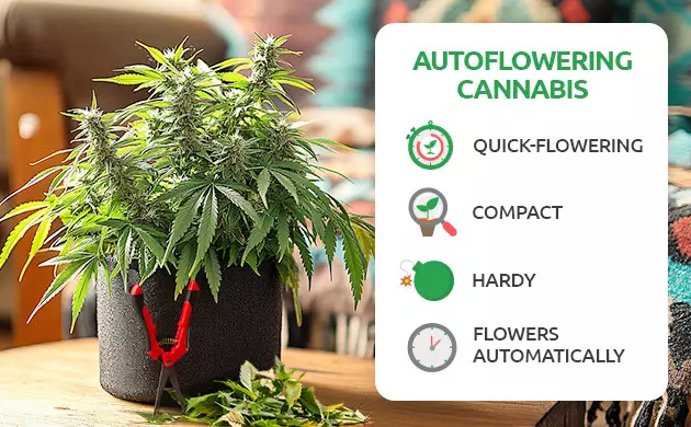 pros and cons of Autoflover seeds