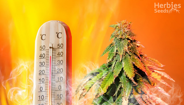 Stress thermique du cannabis