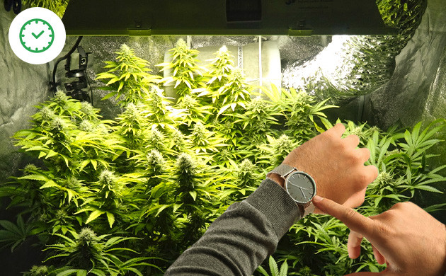 cannabis seedling light schedule