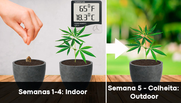 solo para cultivar cannabis ao ar livre