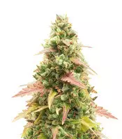 Buy GG#4 Original Glue Auto feminized seeds by Fast Buds GG#4 Original Glue Auto (Glue Auto) (Fast Buds)