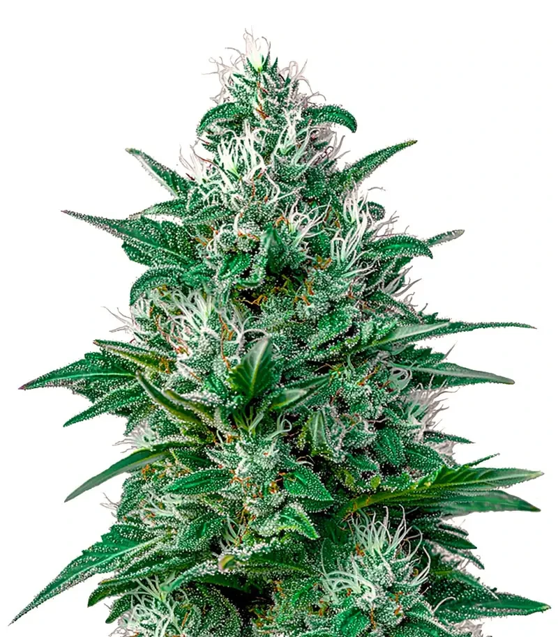 White Widow Auto CBD (Green House Seeds)